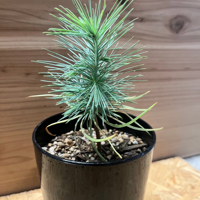 マルチネスピニョンマツ　2株 マルチネスピニョンマツ 2株