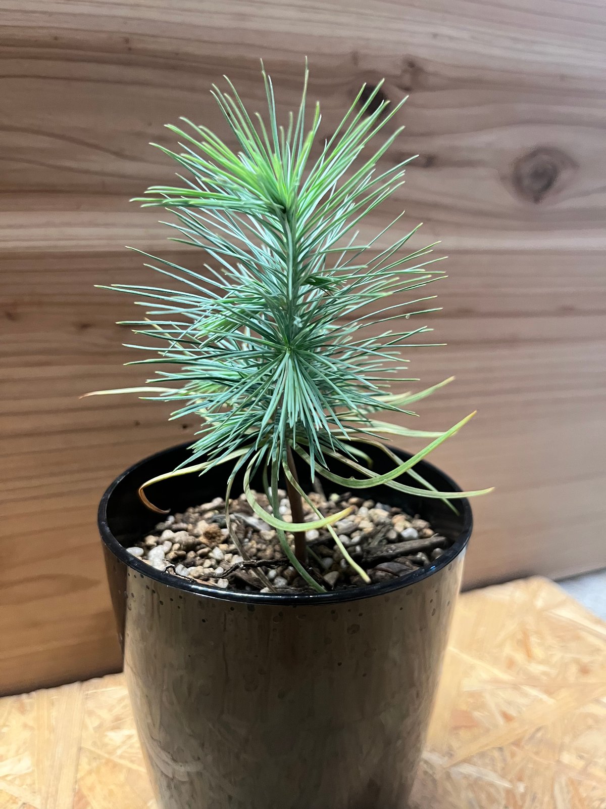 マルチネス ピニョンマツ | GREEN LUCK