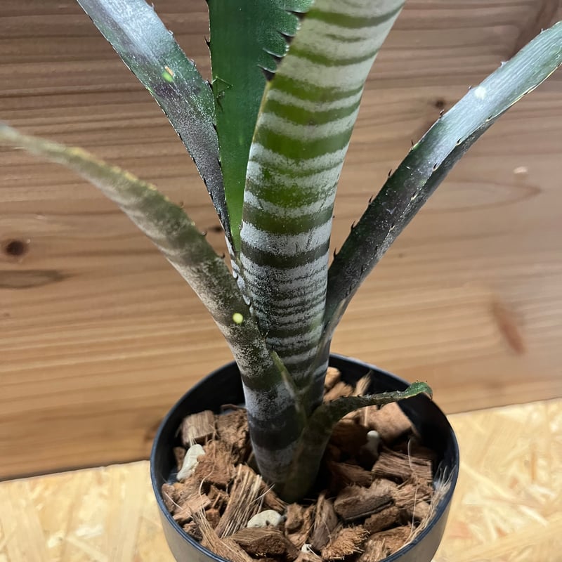 ビルベルギア カルサイト | GREEN LUCK