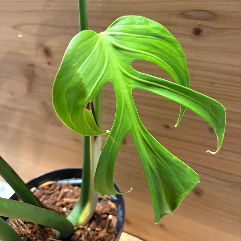 モンステラ 'バールマルクスフレーム' | GREEN LUCK