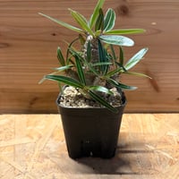 パキポディウム　カクチペス