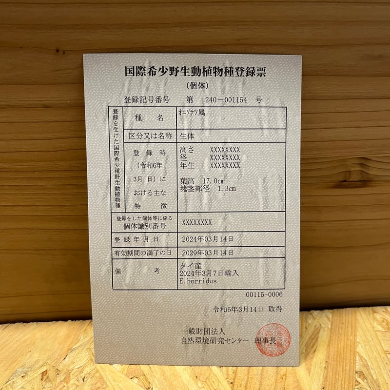 エンセファラルトス ホリダス | GREEN LUCK