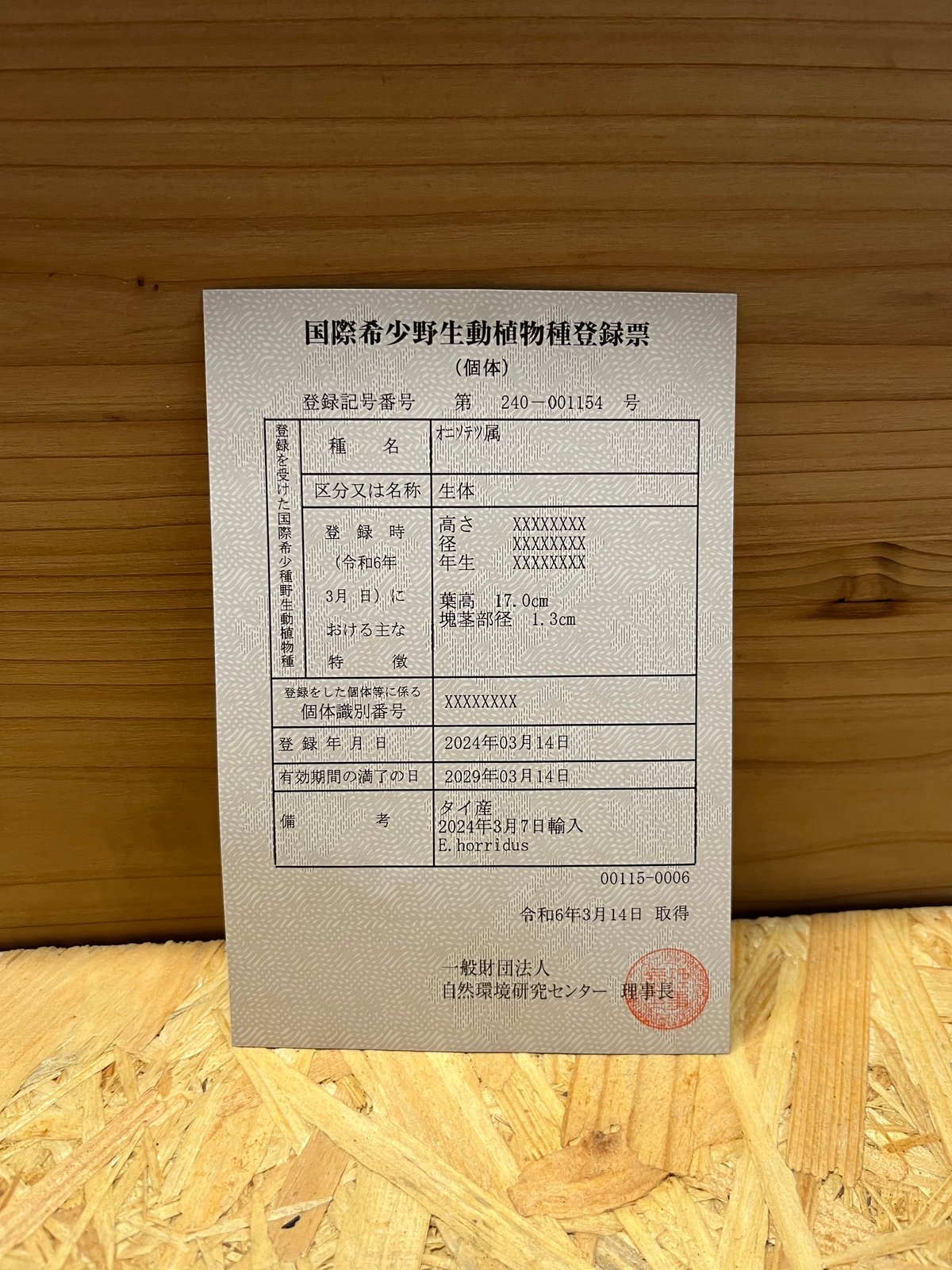 【超美株】エンセファラルトス・ホリダス　登録票あり エンセファラルトス ホリダス | GREEN LUCK