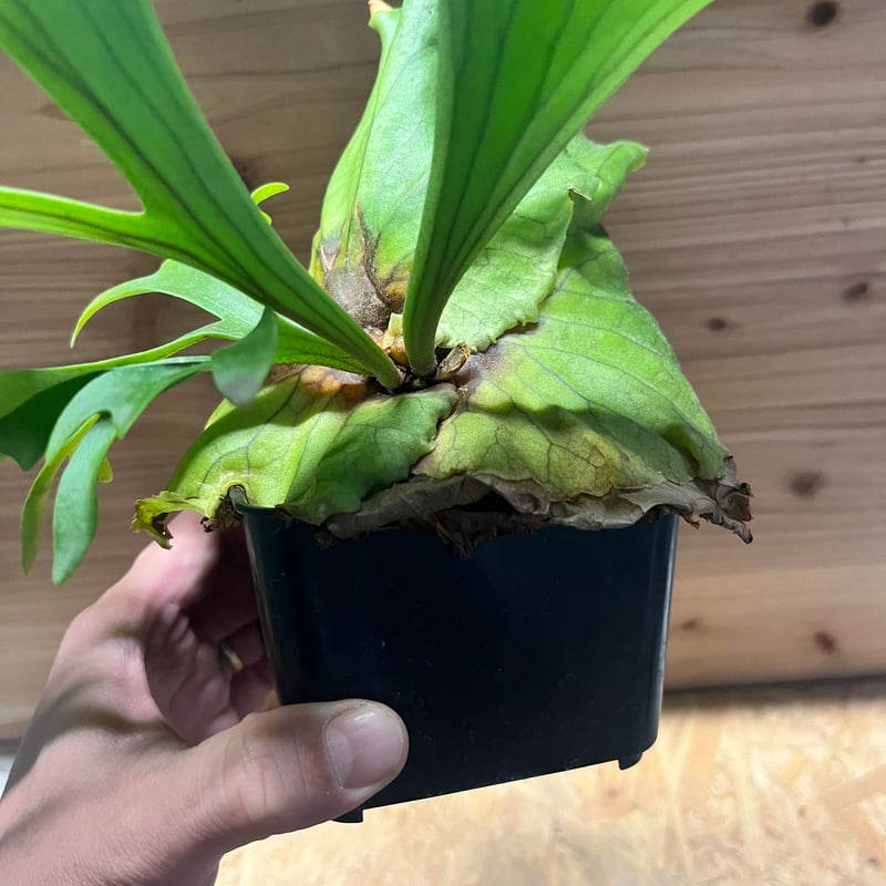 ビカクシダ キッチャクード | GREEN LUCK