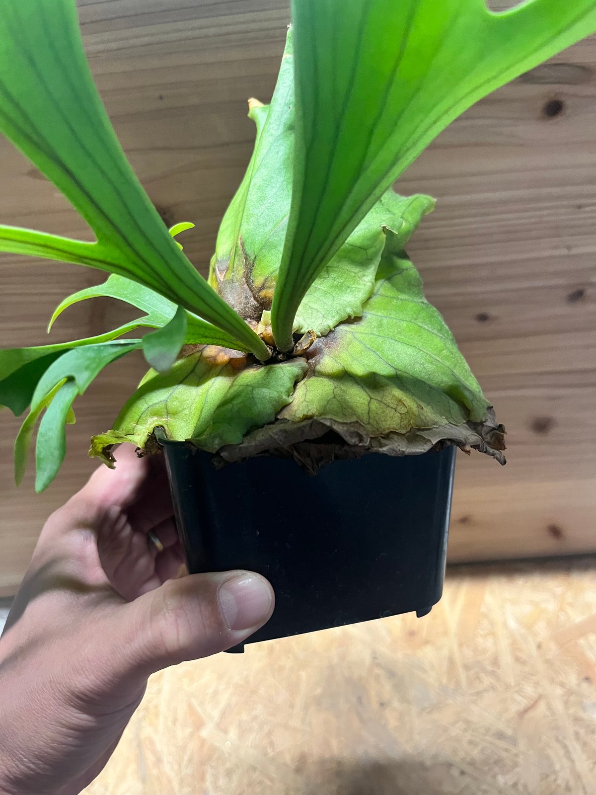 ビカクシダ キッチャクード | GREEN LUCK