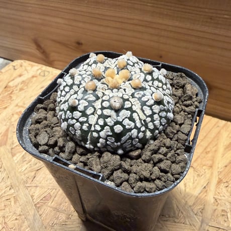 アストロフィツム　アステリアス　'スーパー兜'