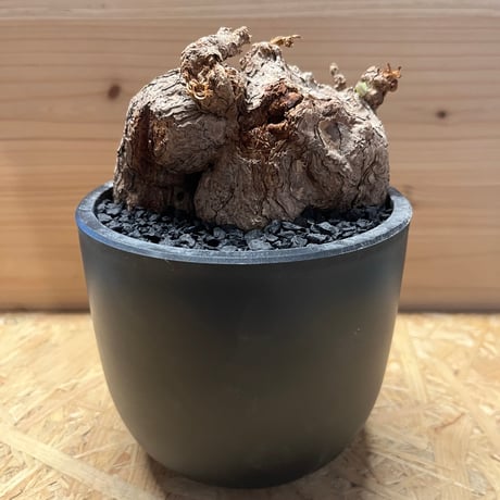 ペラルゴニウムトリステ | STORES