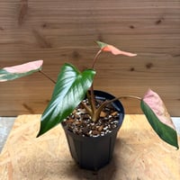 ホマロメナ　'ピンクダイヤモンド'