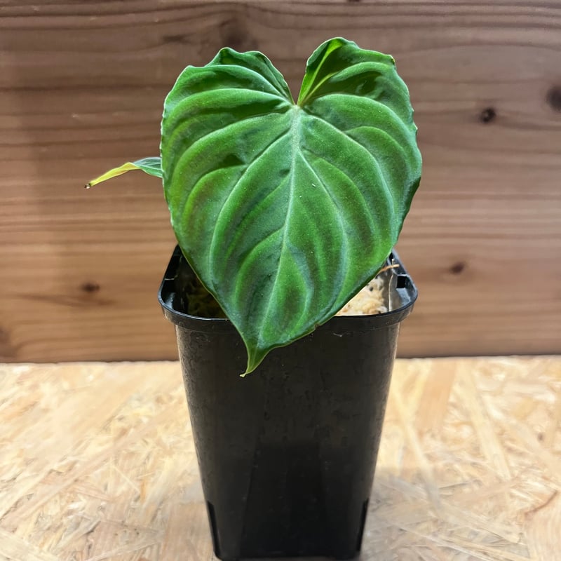 フィロデンドロン ベルコーサム | GREEN LUCK