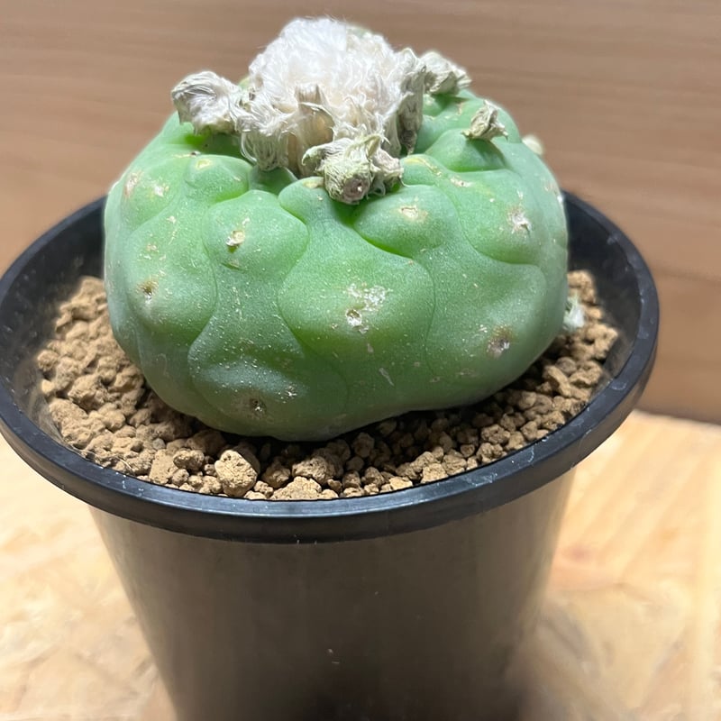 ロフォフォラ ディフューサ 翠冠玉 | GREEN LUCK