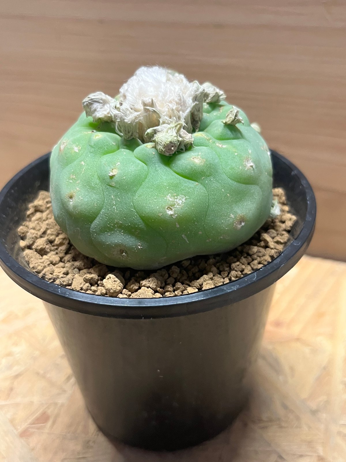 ロフォフォラ ディフューサ 翠冠玉 | GREEN LUCK