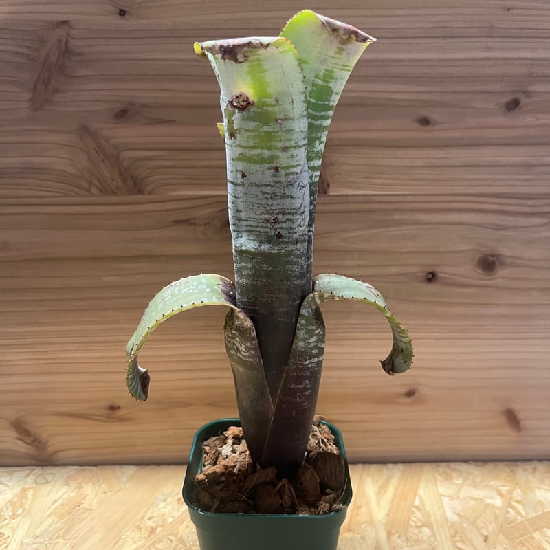エクメア ヌディカウリス 子株付き エクメア・ヌディカウリス・クシィアヴァント Aechmea