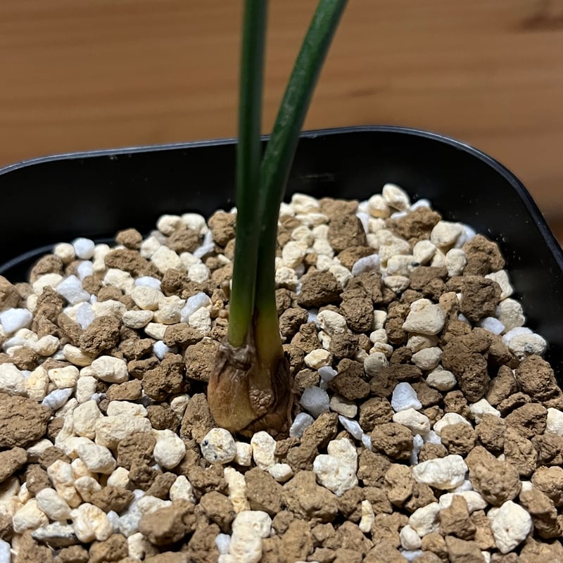 エンセファラルトス ホリダス | GREEN LUCK