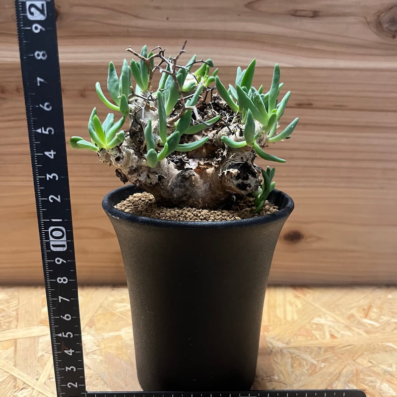 発根済み！鉢ごと発送　チレコドン　レティキュラーツス 万物想 チレコドン レティキュラーツス［No.02］ × 根本峻吾 作 S.N