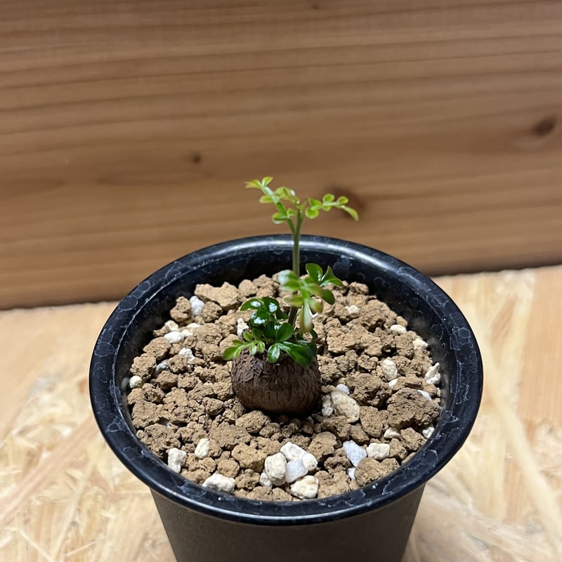 実生8年　オペルクリカリア　デカリー オペルクリカリア・デカリーの基本情報・育て方｜多肉植物