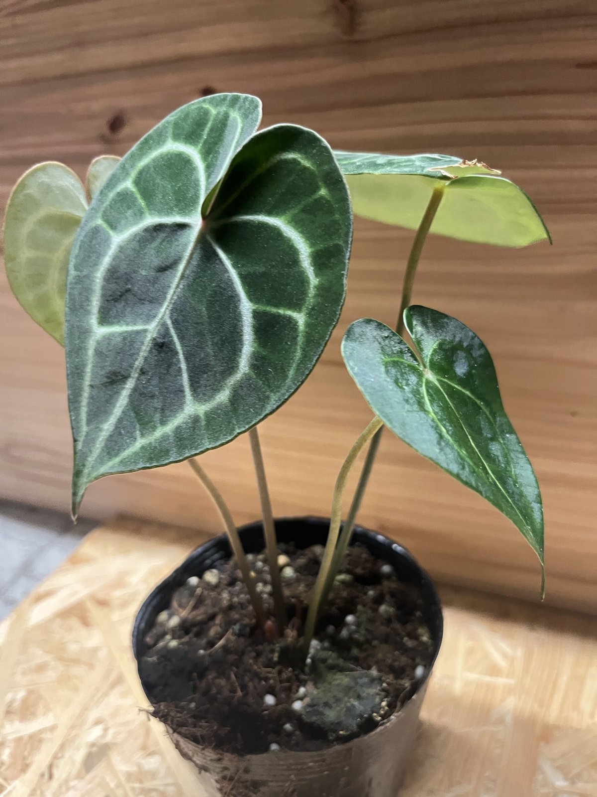 アンスリウム クラリネルビウム | GREEN LUCK