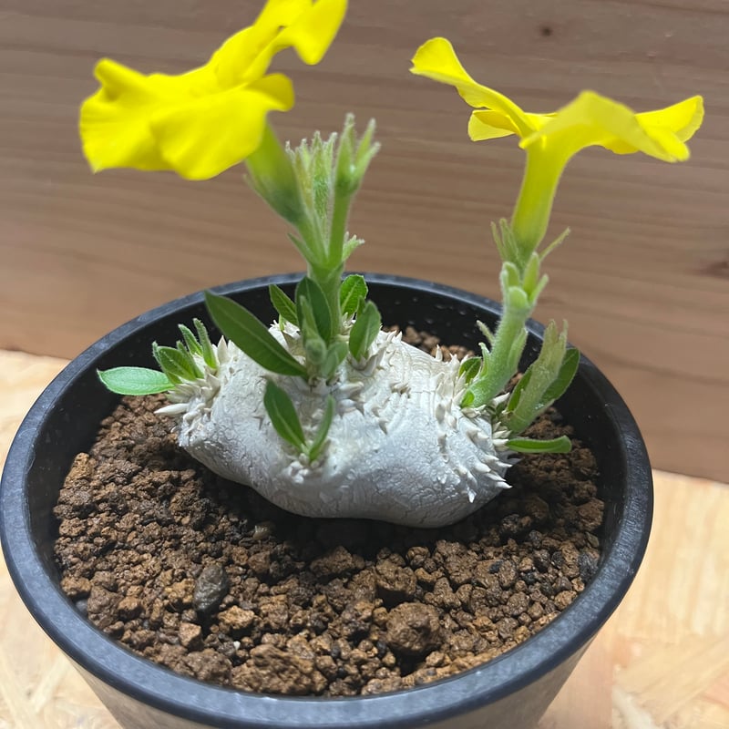 パキポディウム 恵比寿笑い | GREEN LUCK