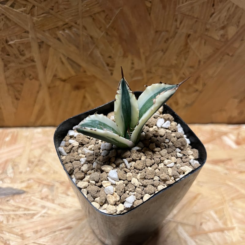 アガベ チタノタ スナグルトゥース | GREEN LUCK