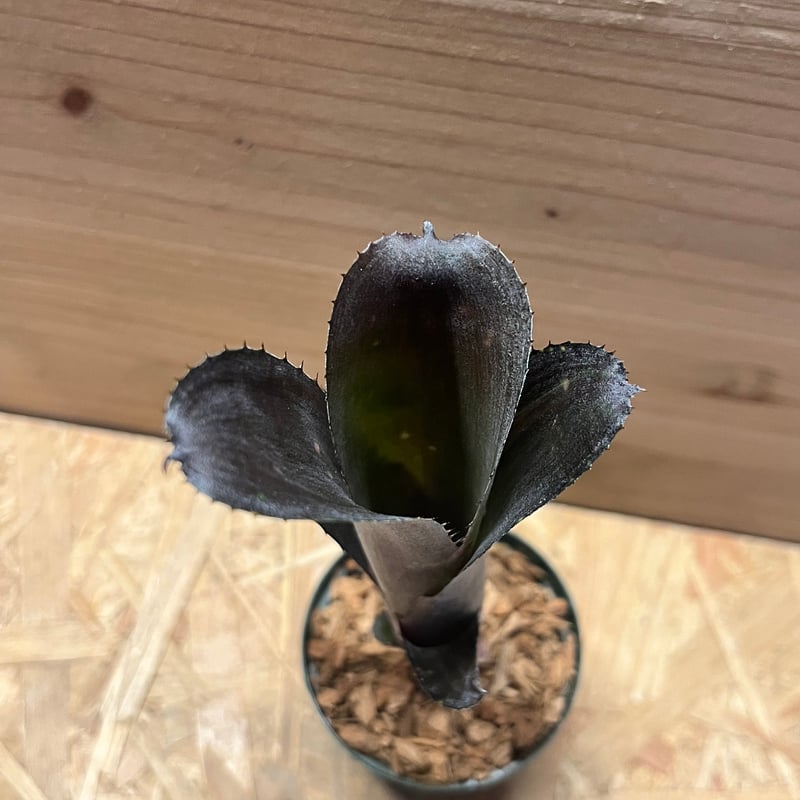 ビルベルギア 'カワナ ブラック ビューティー' | GREEN LUCK