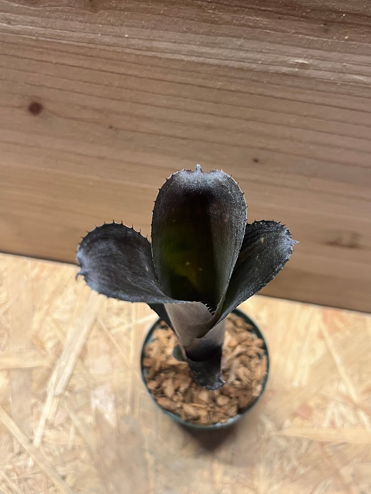 ビルベルギア 'カワナ ブラック ビューティー' | GREEN LUCK