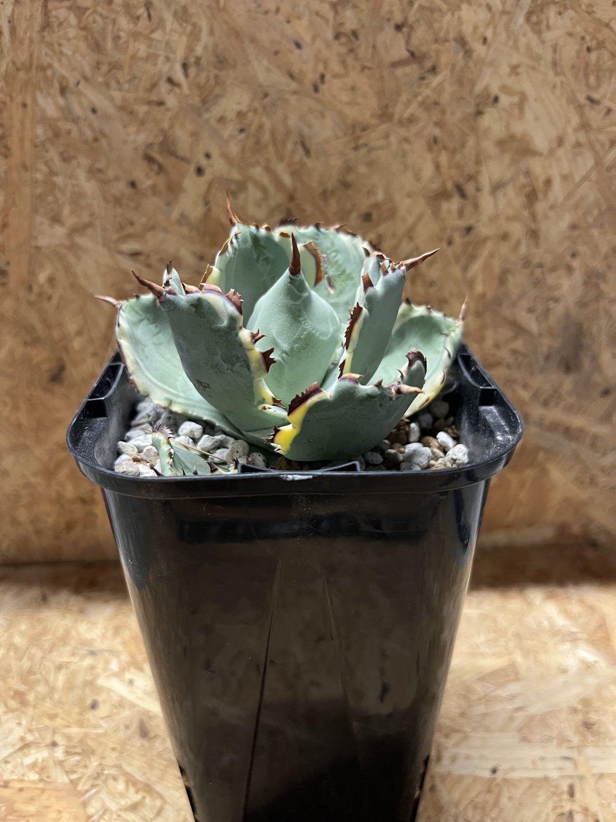 アガベ カブトガニ錦 連棘タイプ | GREEN LUCK