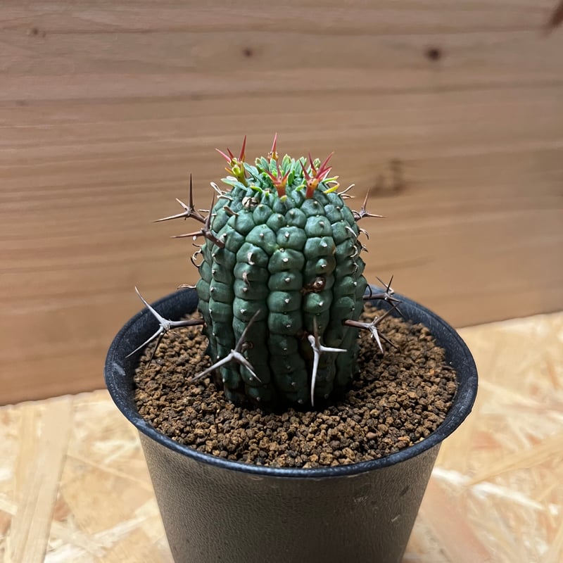 '極太 特大\" 親株 ユーフォルビア ステリスピナ 群生冠 極太 特大