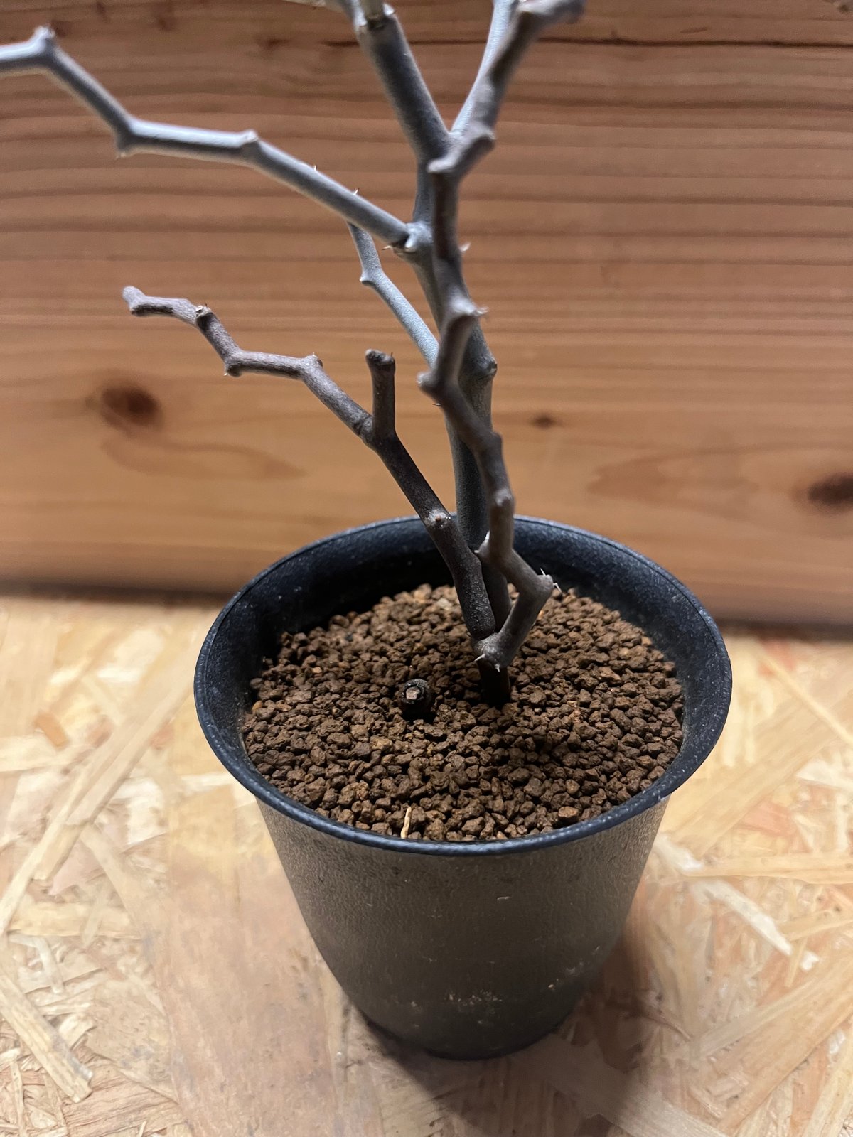 【美株】ジグザグの木 デカリアマダガスカリエンシス 塊根植物 コーデックス 美株】ジグザグの木 デカリアマダガスカリエンシス 塊根植物