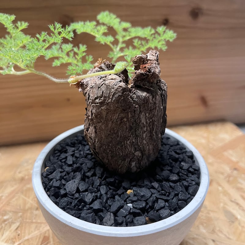 ペラルゴニウム トリステ | GREEN LUCK