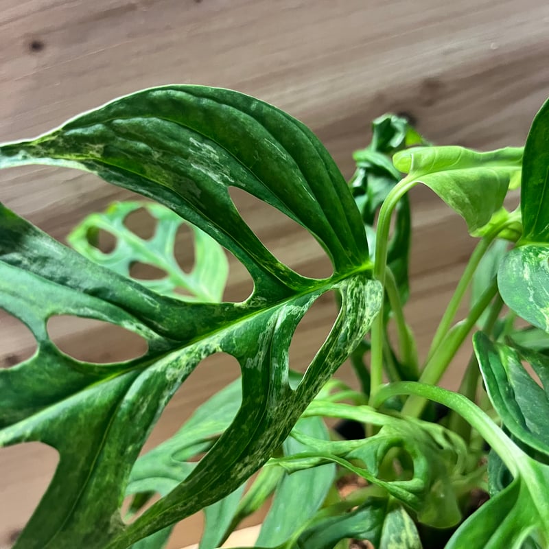 モンステラ アダンソニー ミントバリエガータ | GREEN LUCK