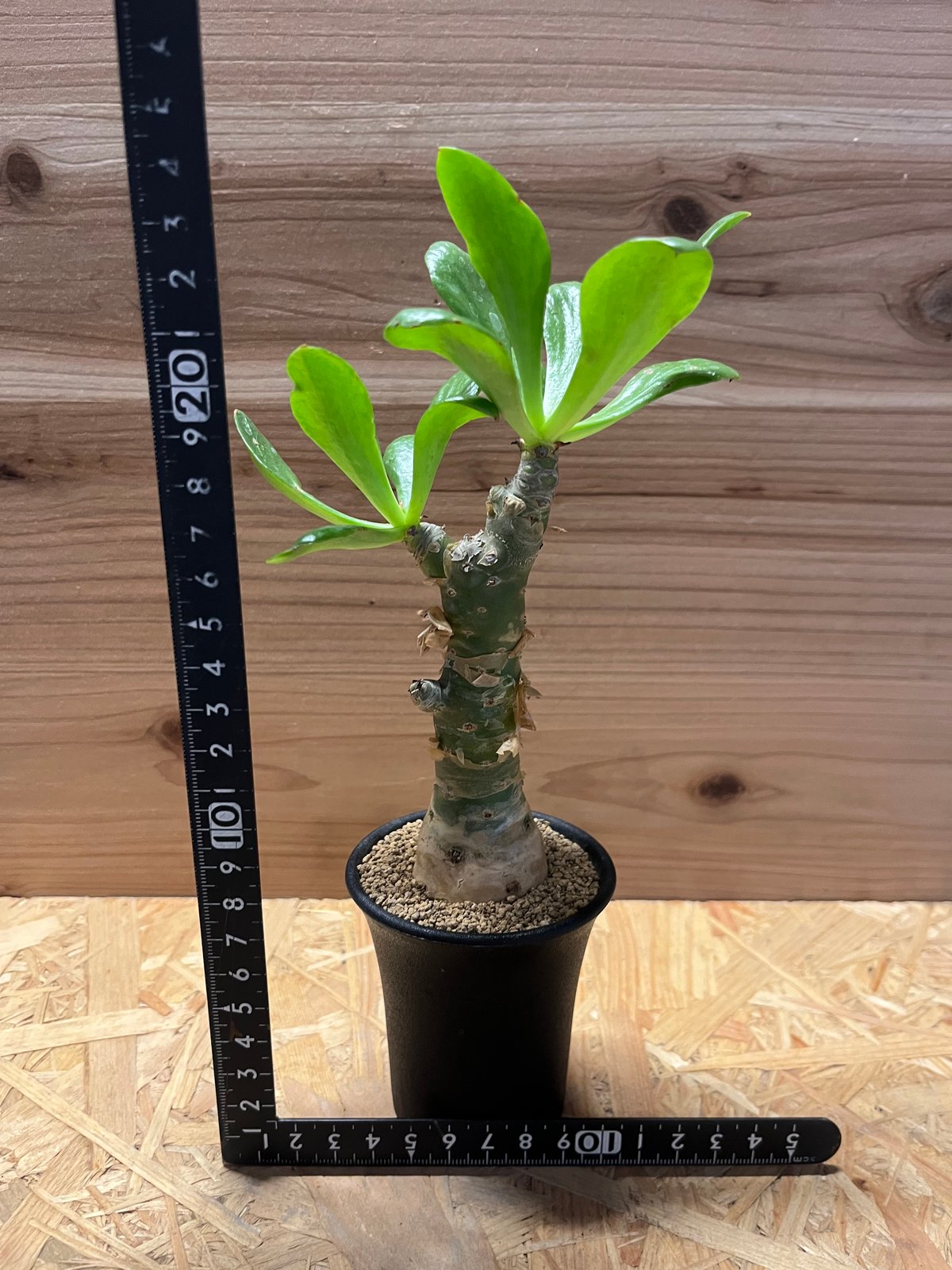 チレコドン パニクラータス | GREEN LUCK