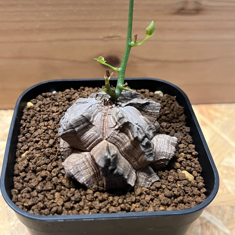 亀甲竜・ディオスコレア Tsubakuro SPEC | ディオスコレア ヘミクリプタ 銀葉亀甲竜