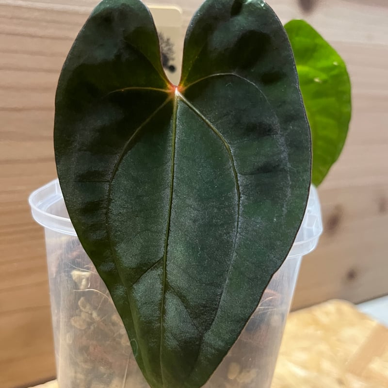 アキラ　美❗️アンスリウム レッド ダークフェニックス 株分 アキラ 美❗️アンスリウム レッド ダークフェニックス 株分