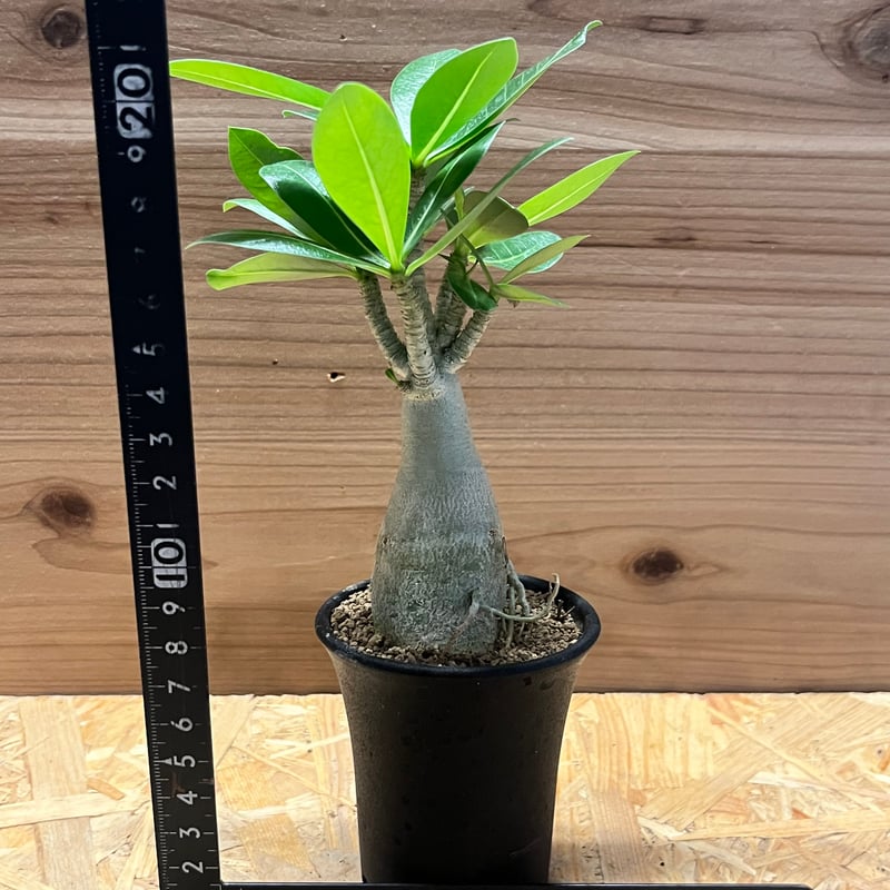アデニウム アラビカム 観葉植物　 アデニウム アラビカム | GREEN LUCK