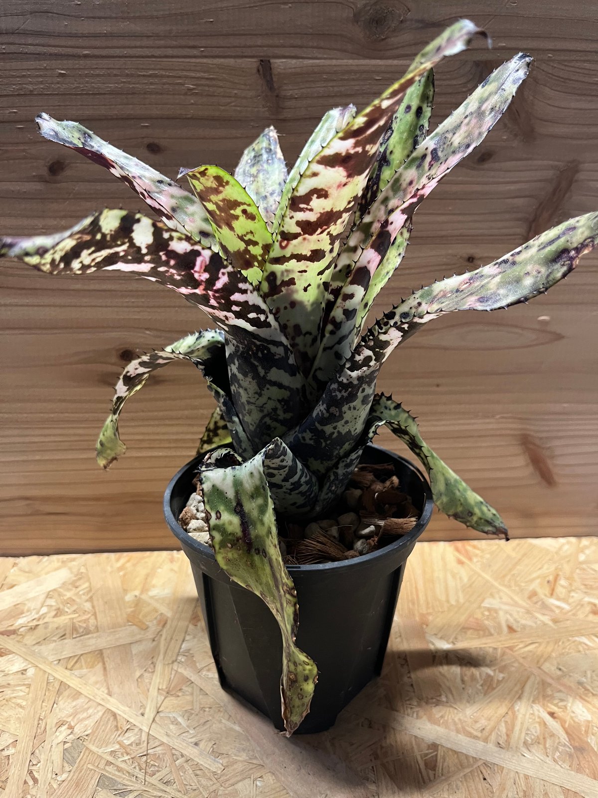 エクメア オーランディアナ シーディング | GREEN LUCK