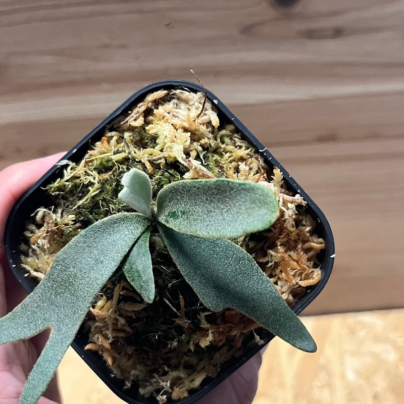 あ*こ様 ビカクシダ　Jenny P. willinckii 'Jenny' うちにあるドワーフの中では 断トツで