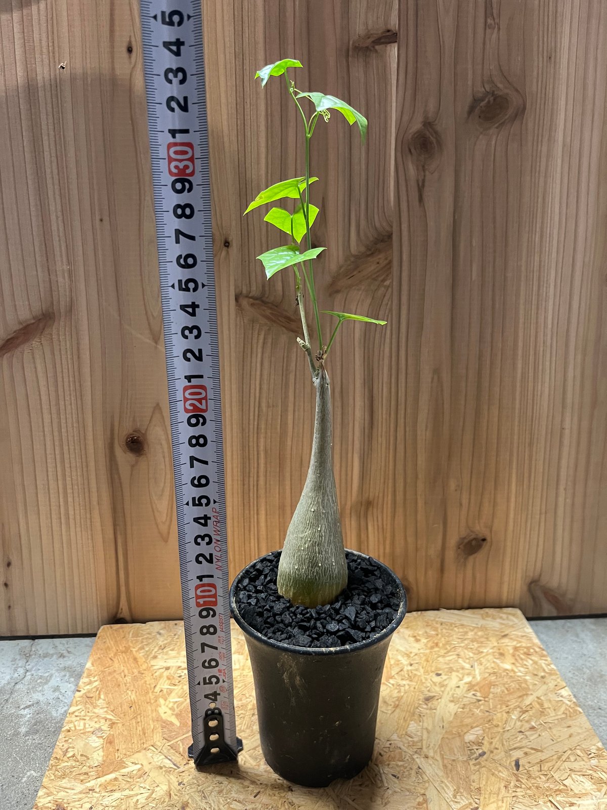 ゲラルダンサス マクロリザス | GREEN LUCK