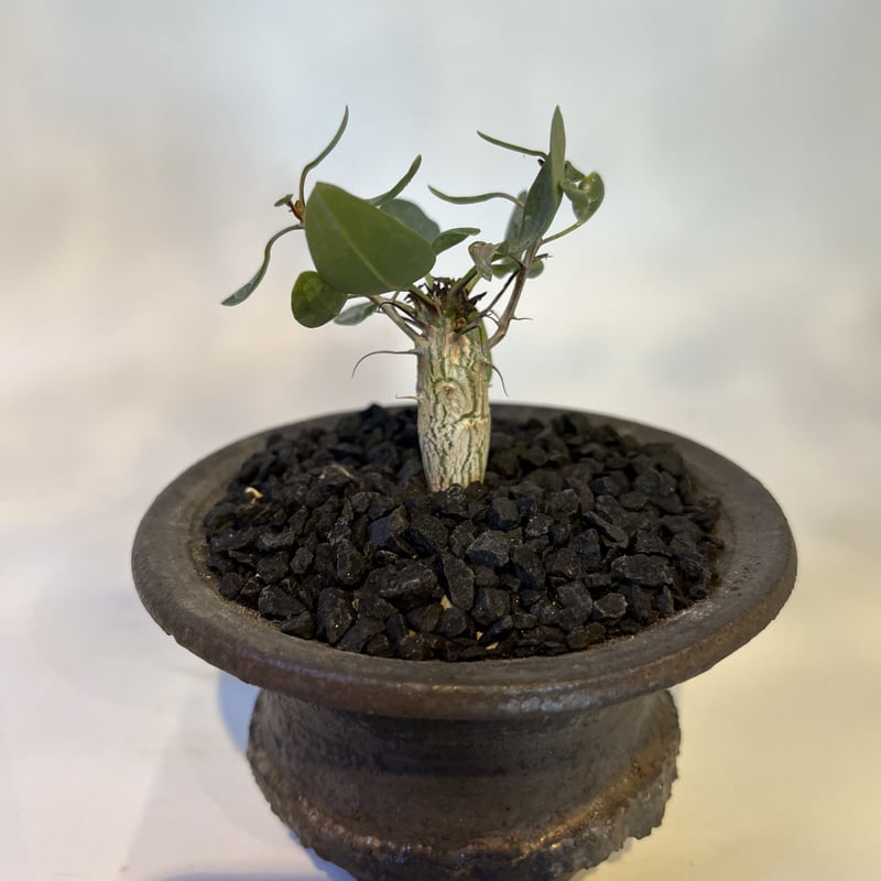 フォークイエリア コルムナリス 観峰玉×土京鉢 | GREEN LUCK