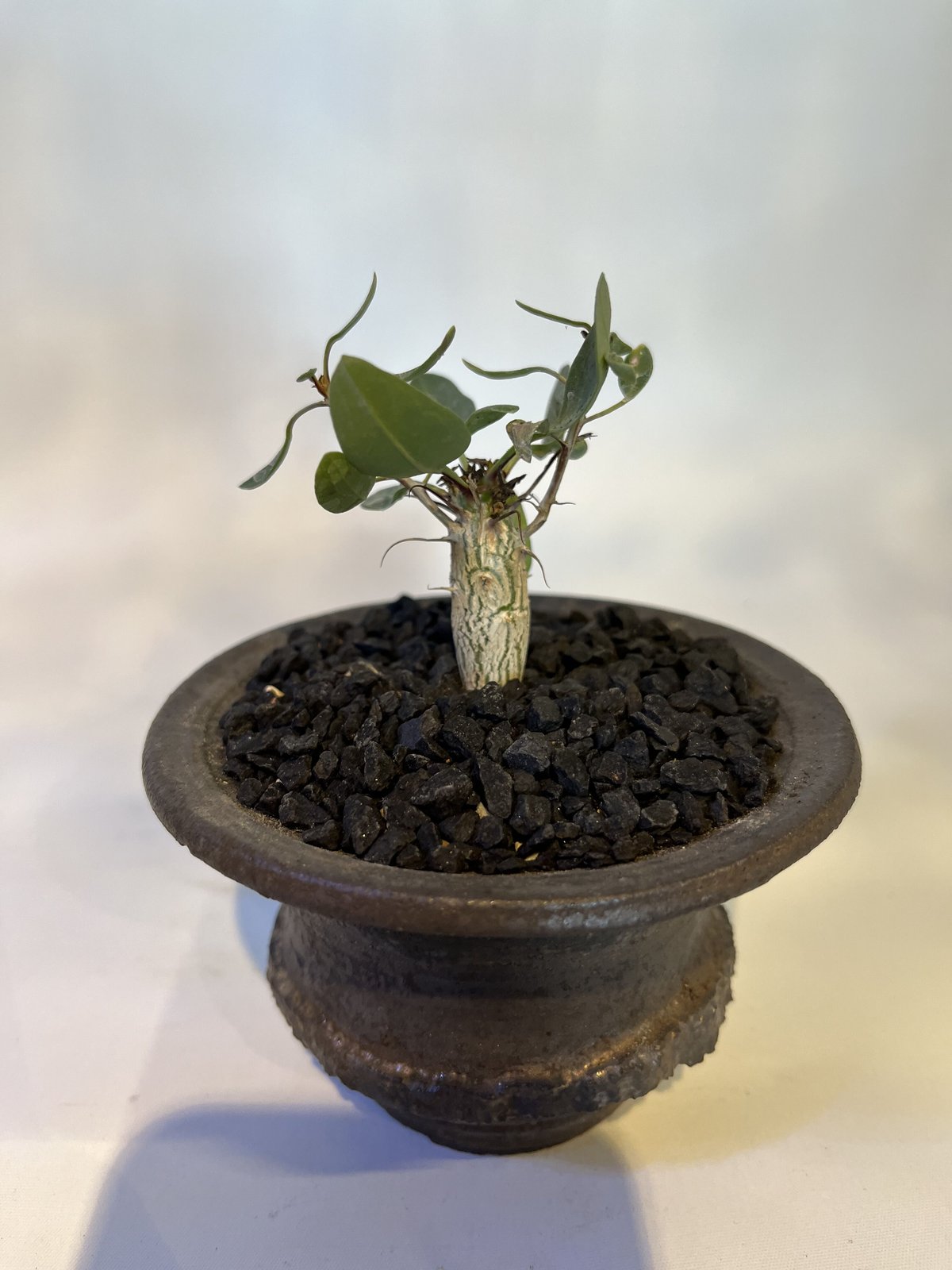 【鉢ごと発送】VALIEMフォークイエリア　コルムナリス　観峰玉 鉢ごと発送】VALIEMフォークイエリア コルムナリス 観峰玉