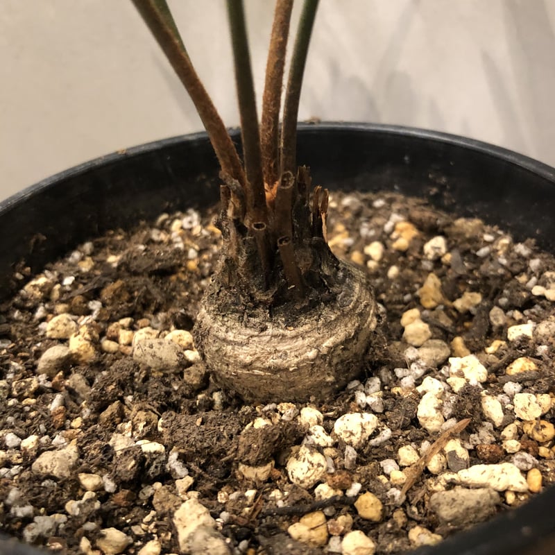 ザミア フロリダーナ | GREEN LUCK