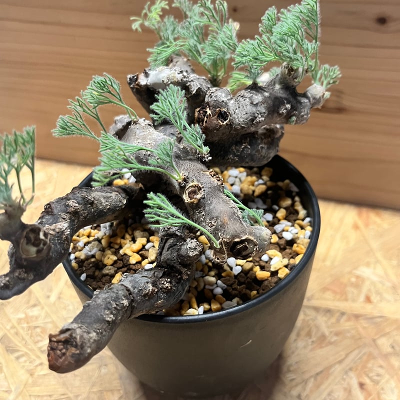 【特選株】モンソニアムルチフィダ サルコカウロン チレコドン ペアルソニー 特選株】モンソニアムルチフィダ サルコカウロン チレコドン ペアルソニー