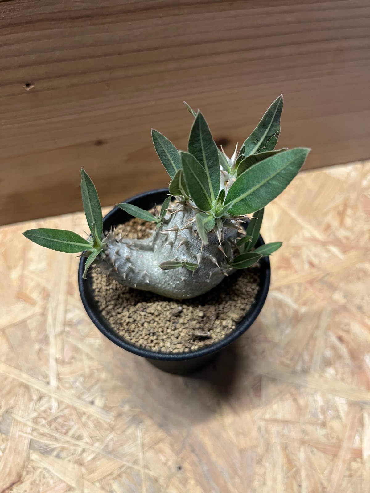 パキポディウム ロスラツム ロスラーツム 象牙宮◆鉢ごと 楽天市場】【送料無料】パキポディウムロスラーツム 多肉植物 2