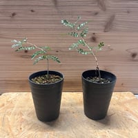 ユーフォルビア ガムケンシス | GREEN LUCK