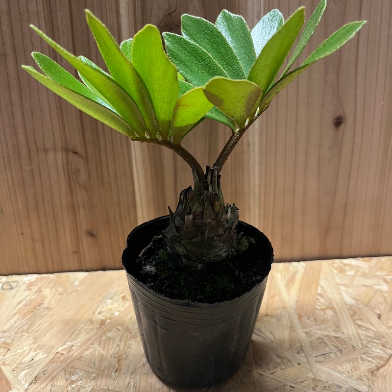 ザミア フルフラセア | GREEN LUCK