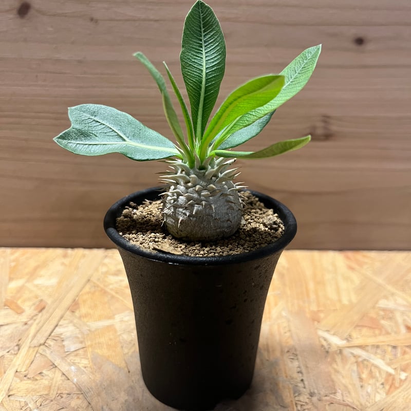 ◎パキポディウム デンシカウレ 恵比寿大黒 セット パキポディウム デンシカウレ 恵比寿大黒 | GREEN LUCK