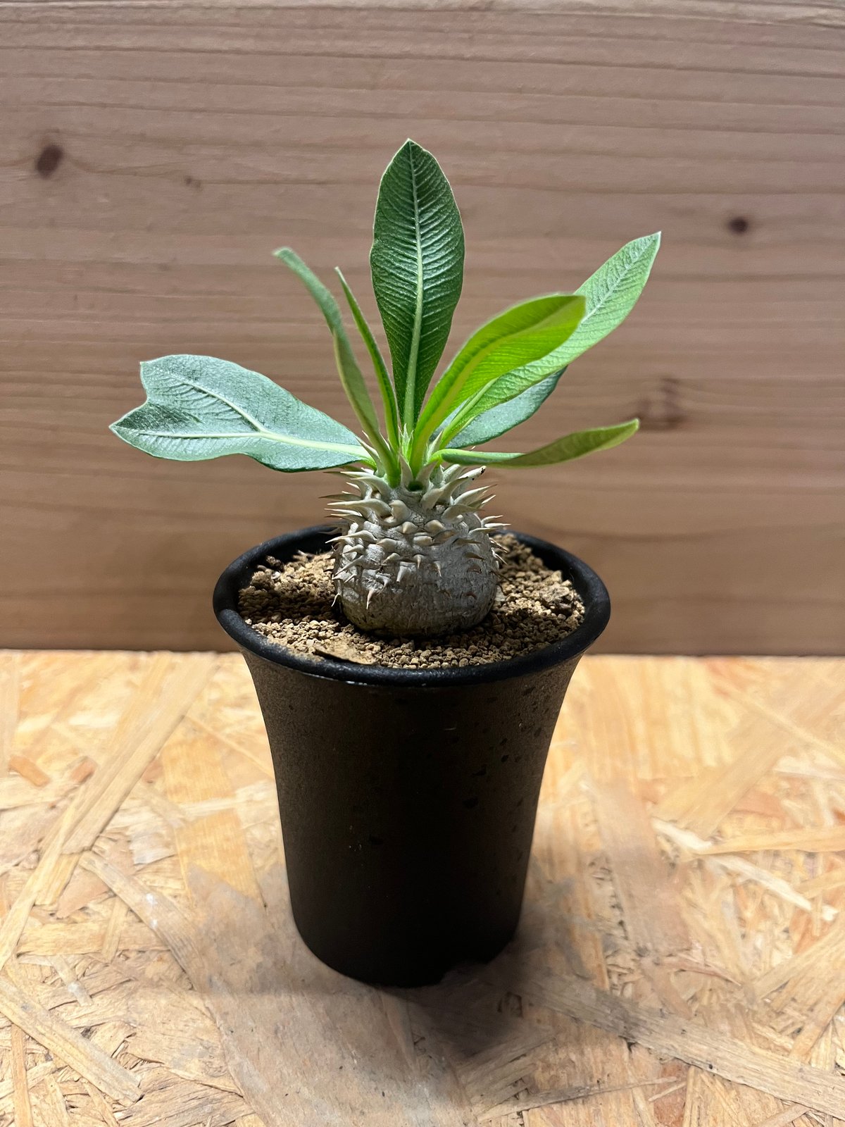 パキポディウム デンシカウレ 恵比寿大黒 | GREEN LUCK