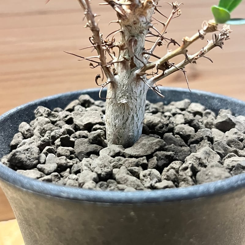 別格巨木　怪物モンスター級現地球　発根済　フォークイエリア　コルムナリス　観峰玉 別格巨木 怪物モンスター級現地球 発根済 フォークイエリア