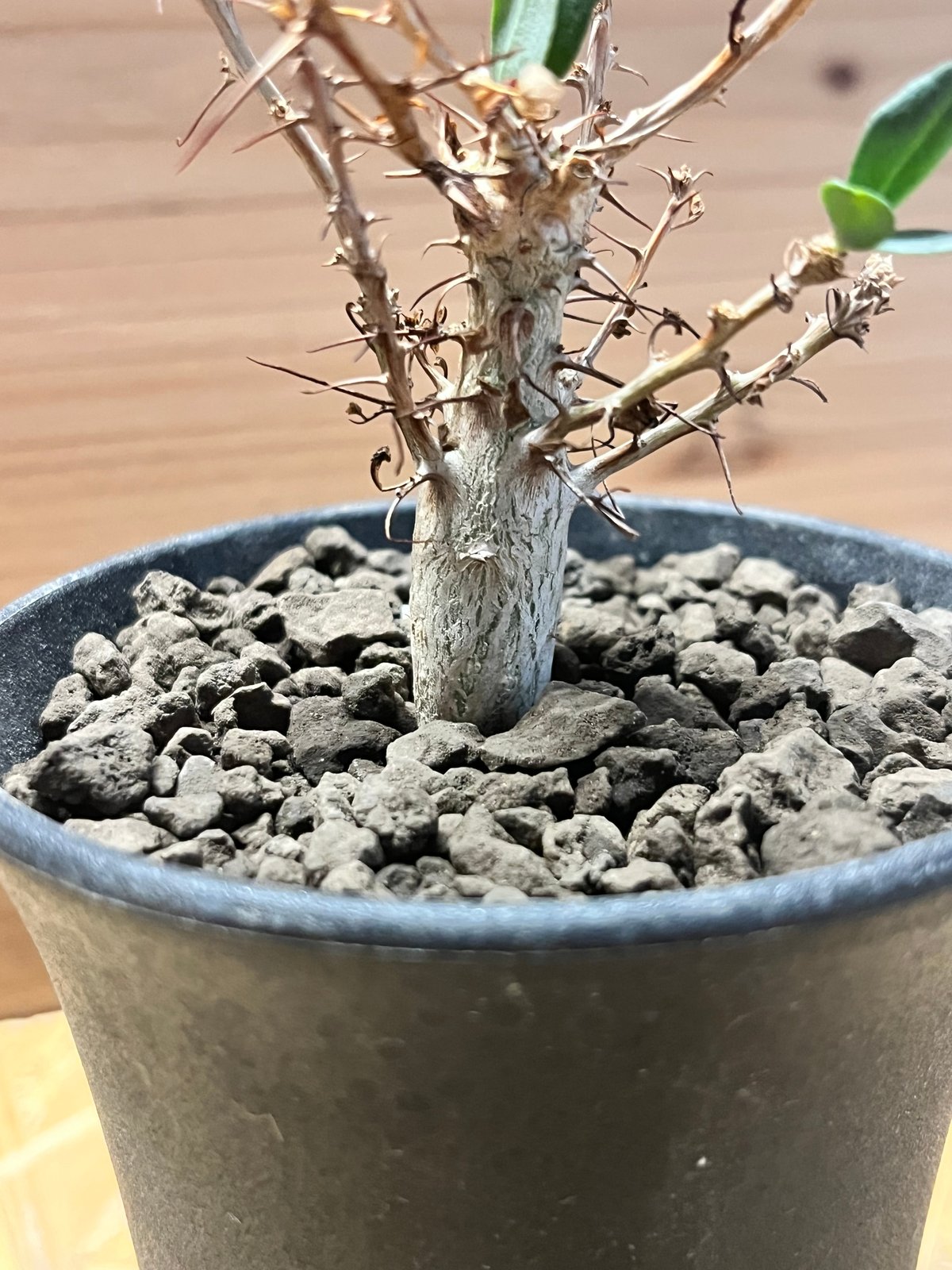 フォークイエリア コルムナリス 観峰玉 | GREEN LUCK