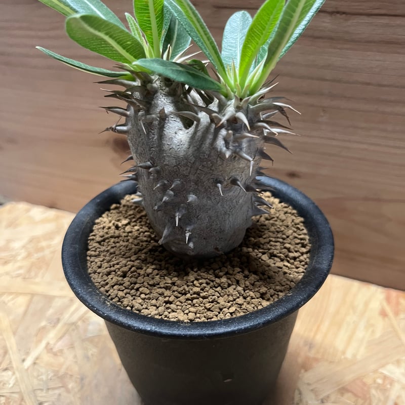 パキポディウム エブレネウム | GREEN LUCK