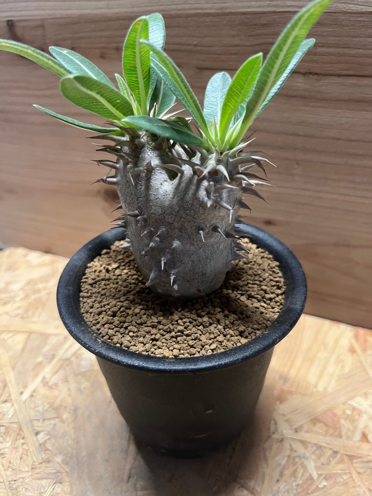 パキポディウム　カクチペス　エブレネウム パキポディウム エブレネウム | GREEN LUCK