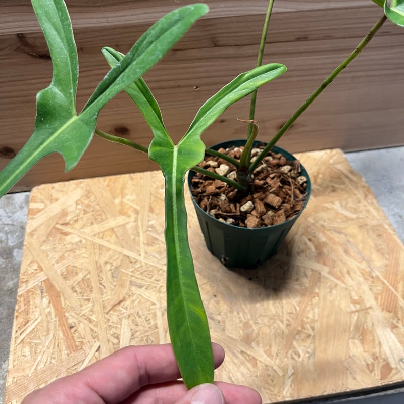 【希少さ植物】 フィロデンドロン レラノ ミヤノ 観葉植物 希少種『フィロデンドロン レラノ ミヤノ